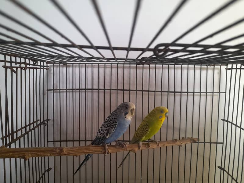 Australian Breeder Pair For Sale With Cage 3