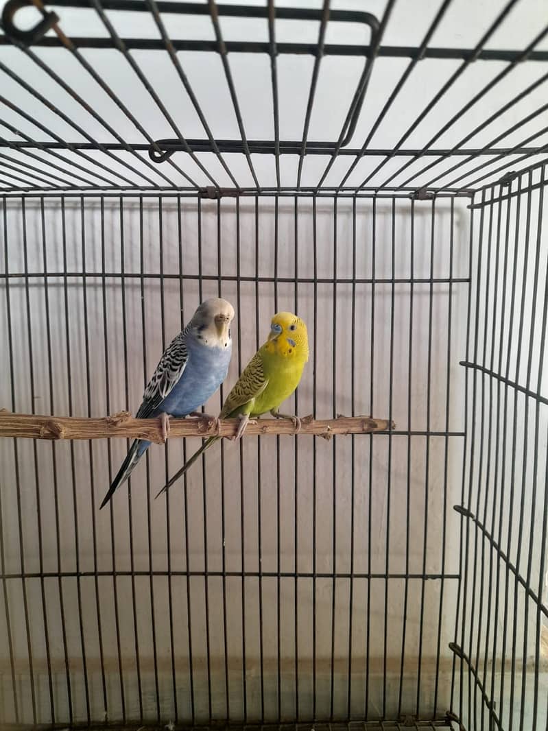 Australian Breeder Pair For Sale With Cage 4