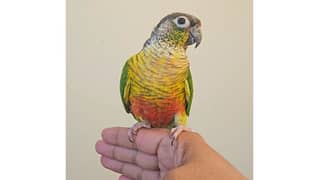 Tamed green cheek conure