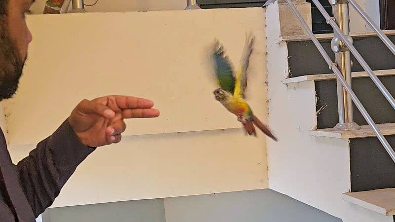 Tamed green cheek conure 2