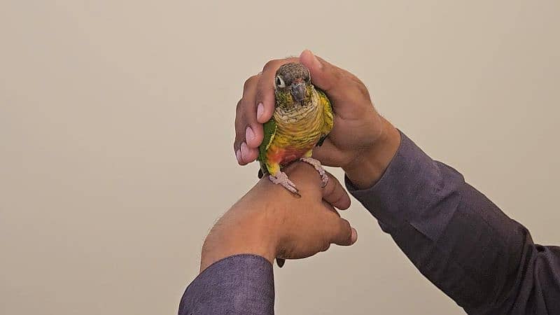 Tamed green cheek conure 3