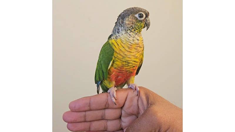 Tamed green cheek conure 6