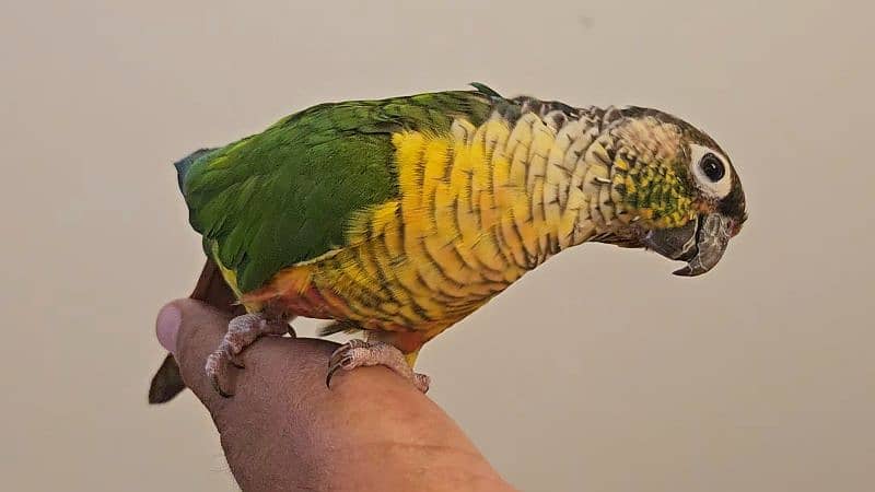 Tamed green cheek conure 7