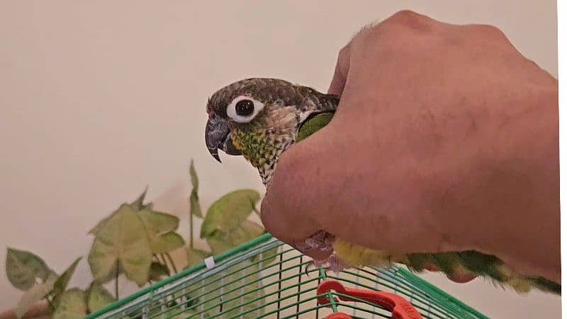 Tamed green cheek conure 4