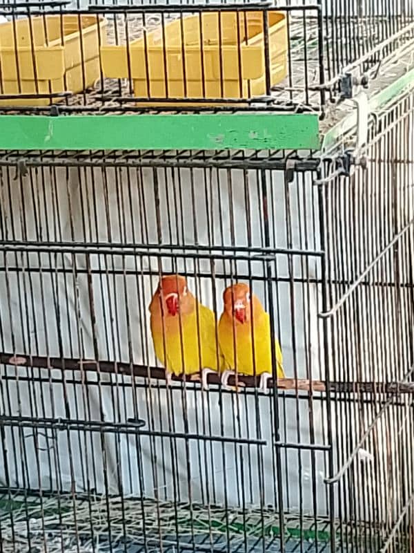 lovebirds 4