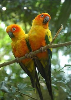 SUN CONURE PARROT