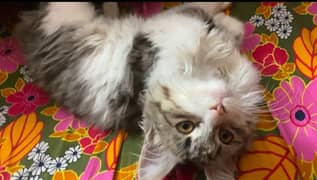 persian kitten