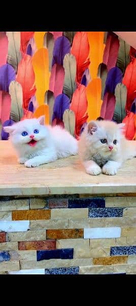 Russian cat for sale male or female my WhatsApp 0325=24=52=848 0