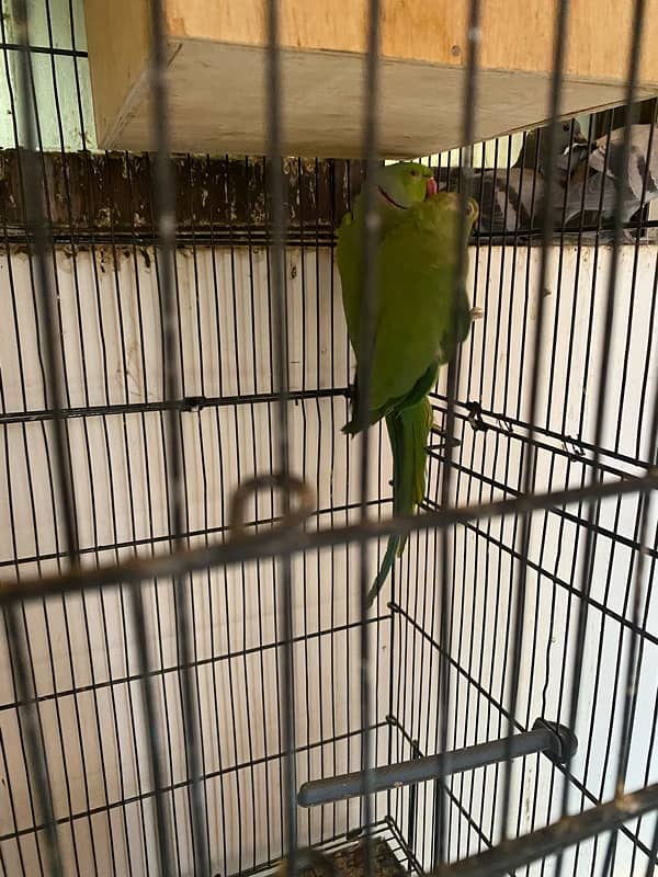 green ring neck parrot pair ringneck breeder 0