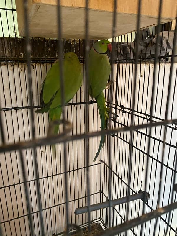 green ring neck parrot pair ringneck breeder 1