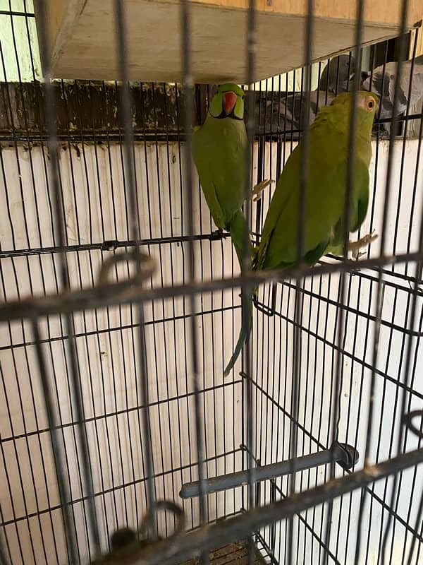 green ring neck parrot pair ringneck breeder 2