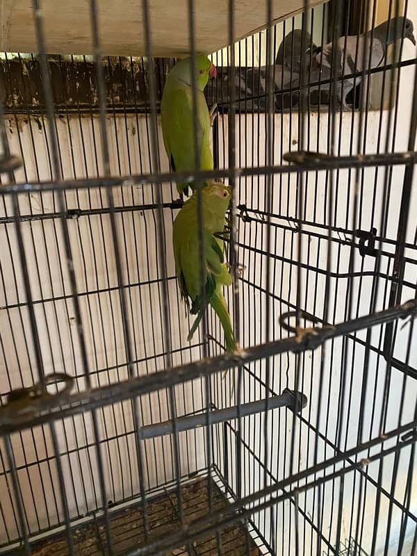 green ring neck parrot pair ringneck breeder 3