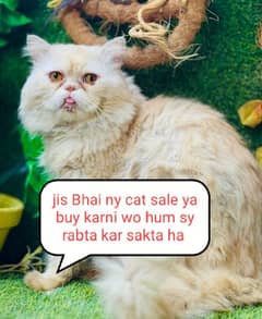 cat sales and buy jis Bhai ya cat sale ya buy karni wo hum sy baat kry