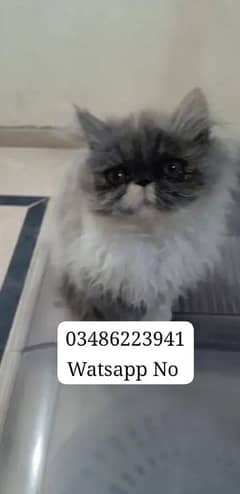 Persian Cat Piki Face Triple Coated # Watsapp  03486223941