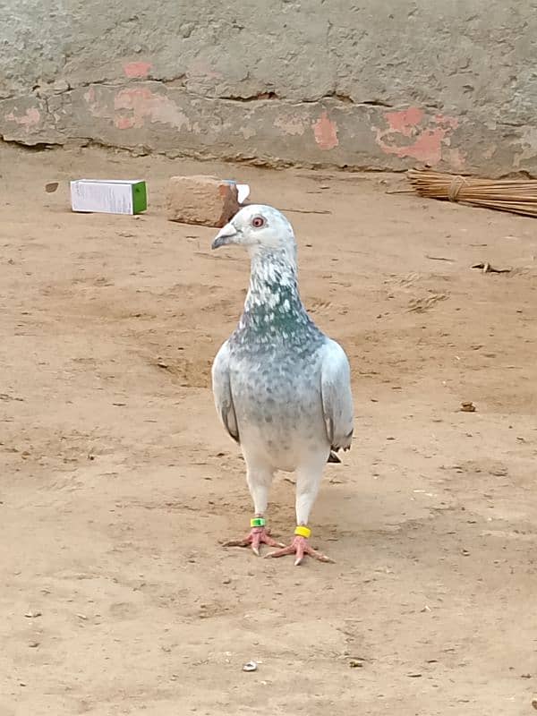 pigeon for sale Whatsapp number call 03445046093 3