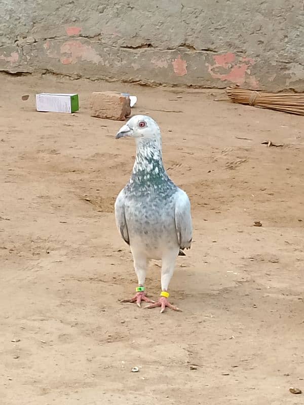 pigeon for sale Whatsapp number call 03445046093 4