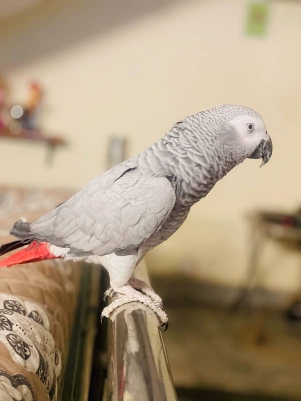 African Grey Male for Sale 0