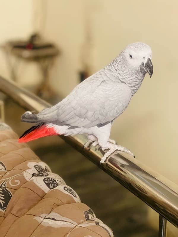 African Grey Male for Sale 1