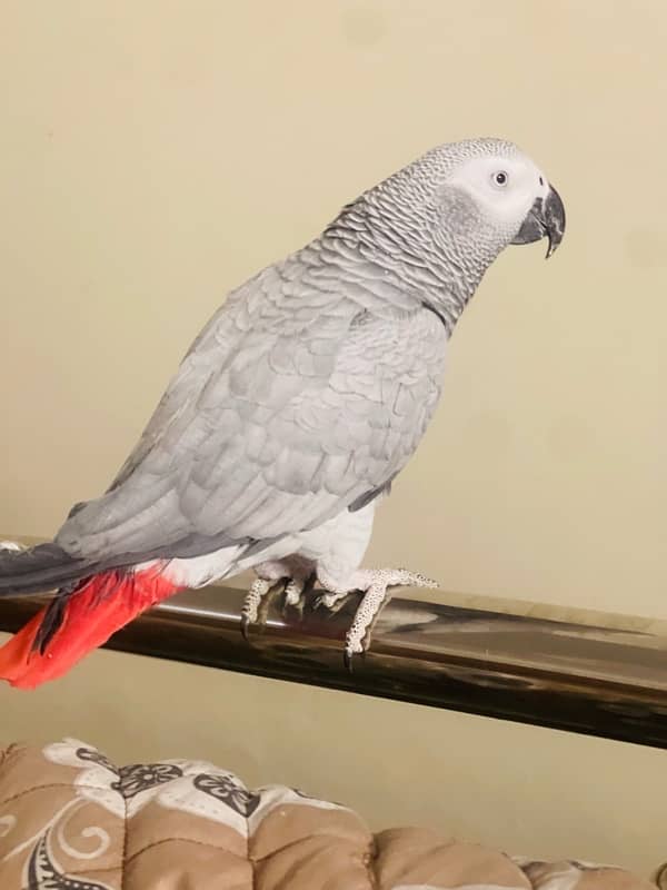 African Grey Male for Sale 2