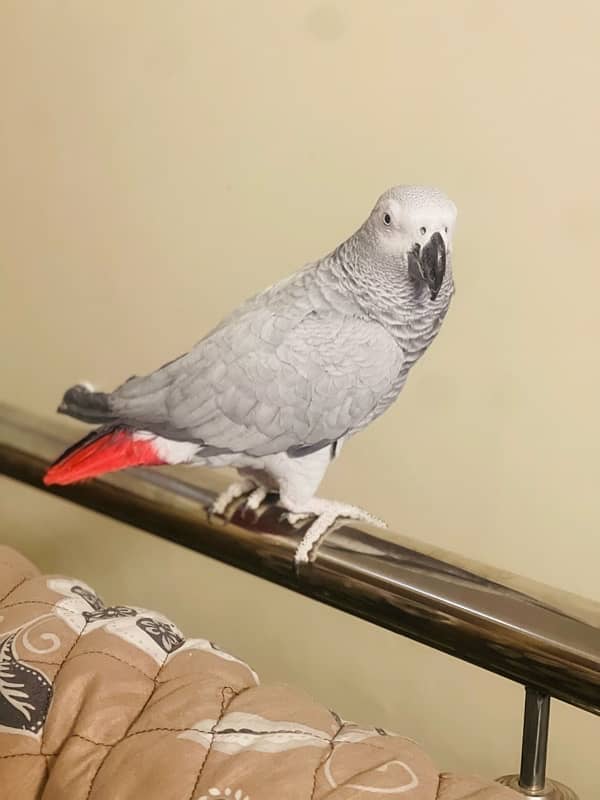 African Grey Male for Sale 3