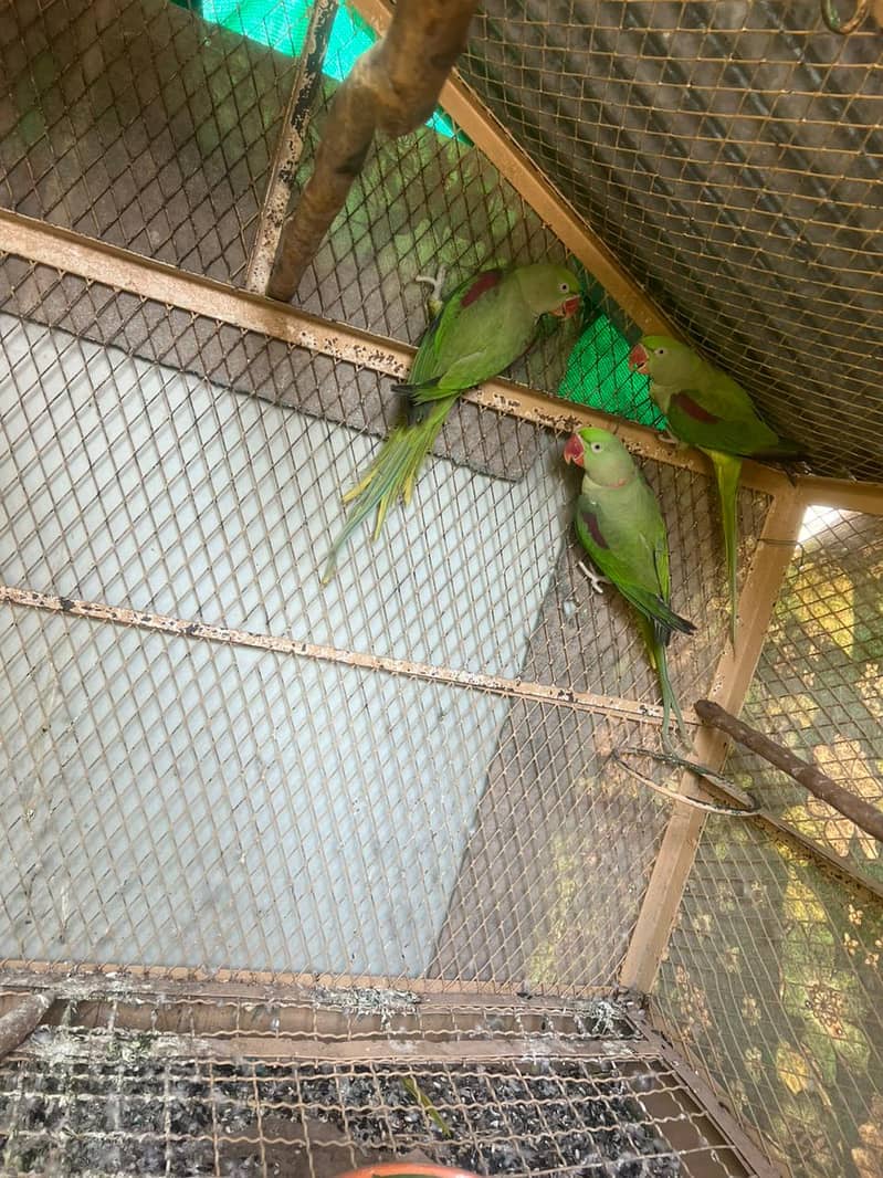 green parrot | yellow parrot | raw parrot | read ad 0