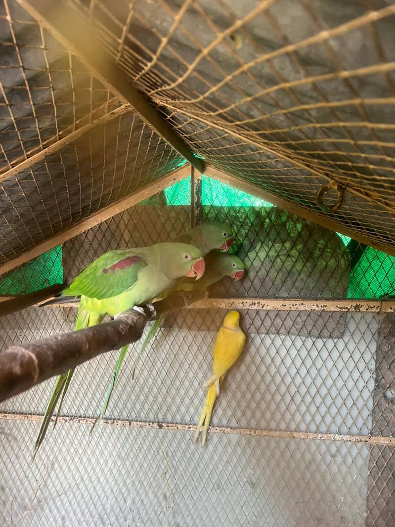 green parrot | yellow parrot | raw parrot | read ad 1