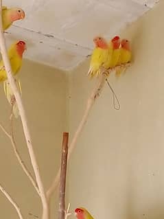 Lovebirds