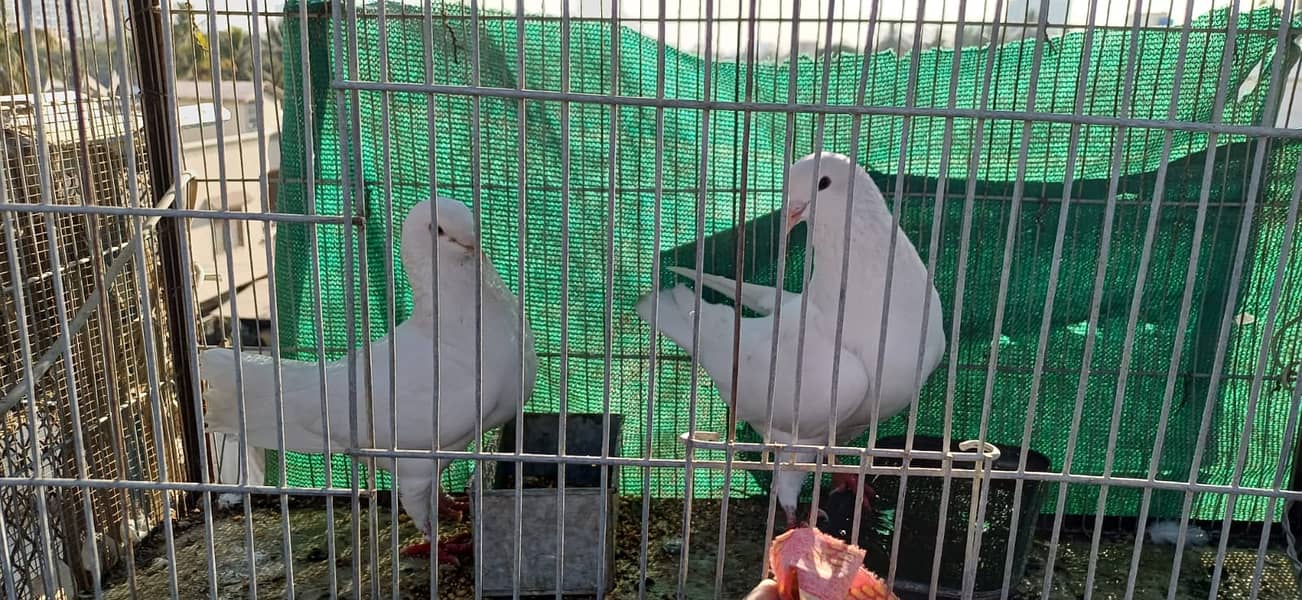 King pigeon pair for sale 0