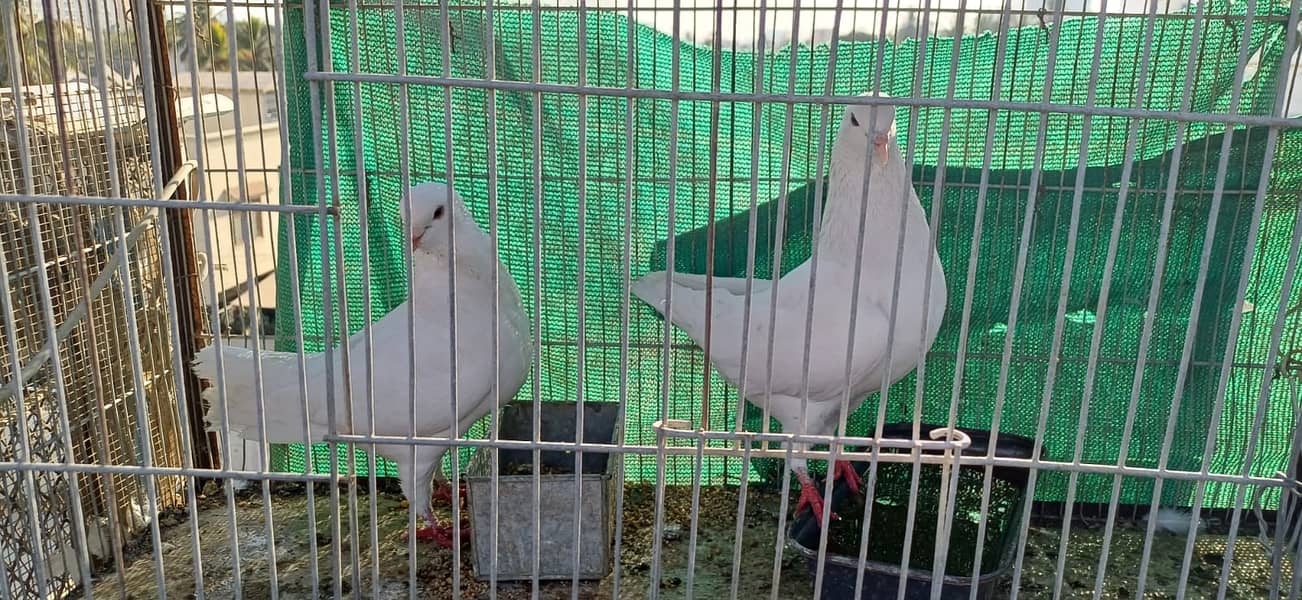 King pigeon pair for sale 1