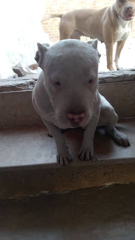 Pitbull male puppy for sale 1