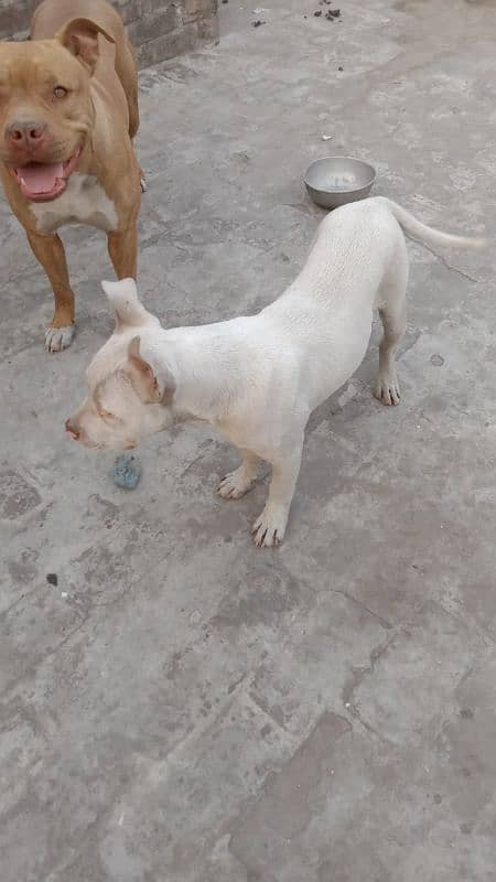 Pitbull male puppy for sale 3