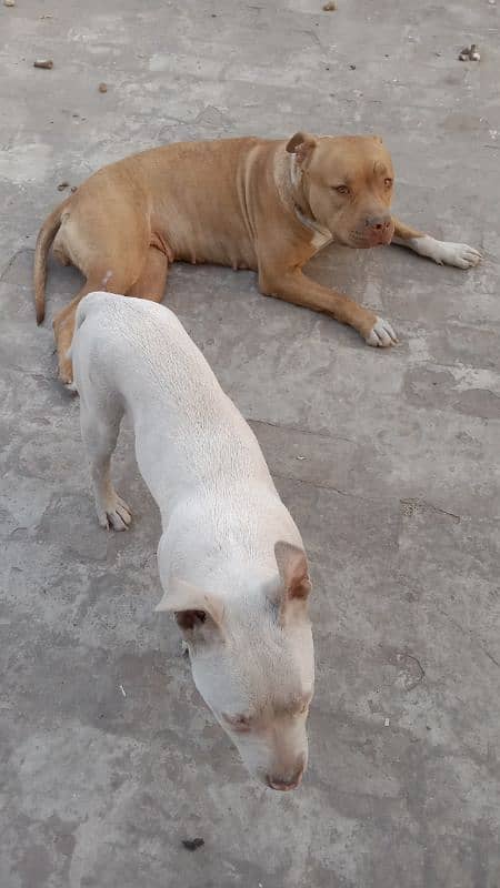 Pitbull male puppy for sale 4