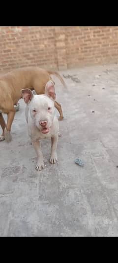 Pitbull male puppy for sale