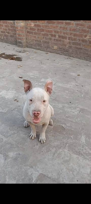 Pitbull male puppy for sale 5