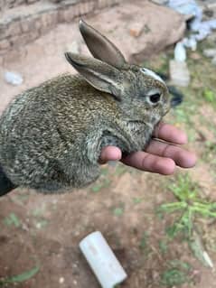 RABBITS (BUNNIES) FOR SELL