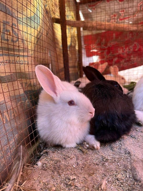 RABBITS (BUNNIES) FOR SELL 1