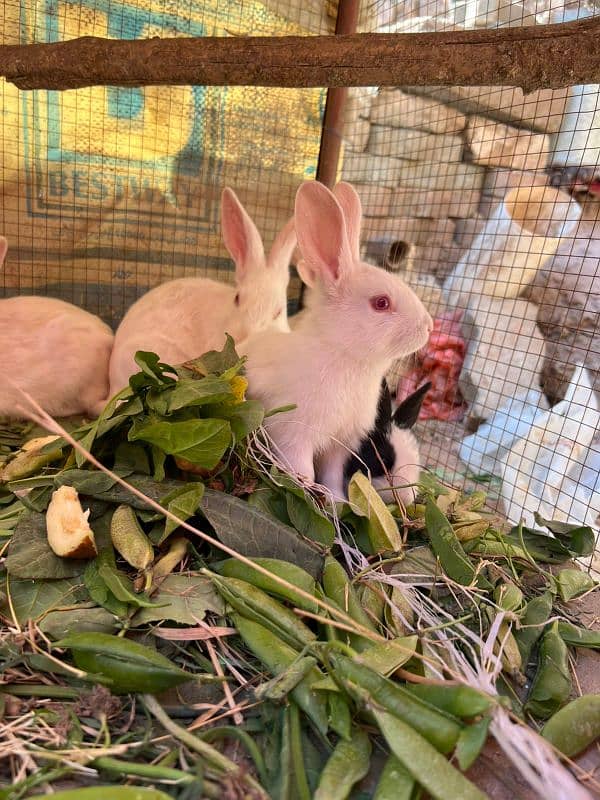 RABBITS (BUNNIES) FOR SELL 3