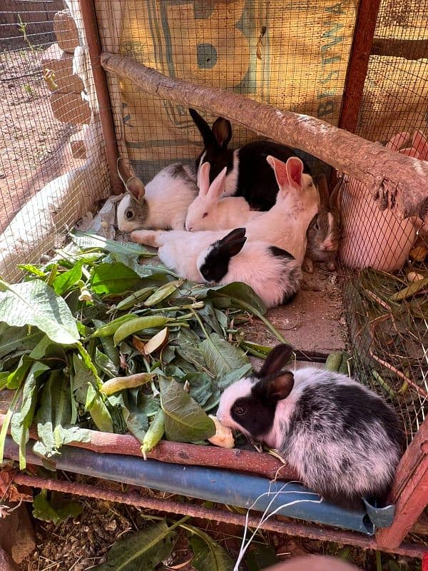 RABBITS (BUNNIES) FOR SELL 5