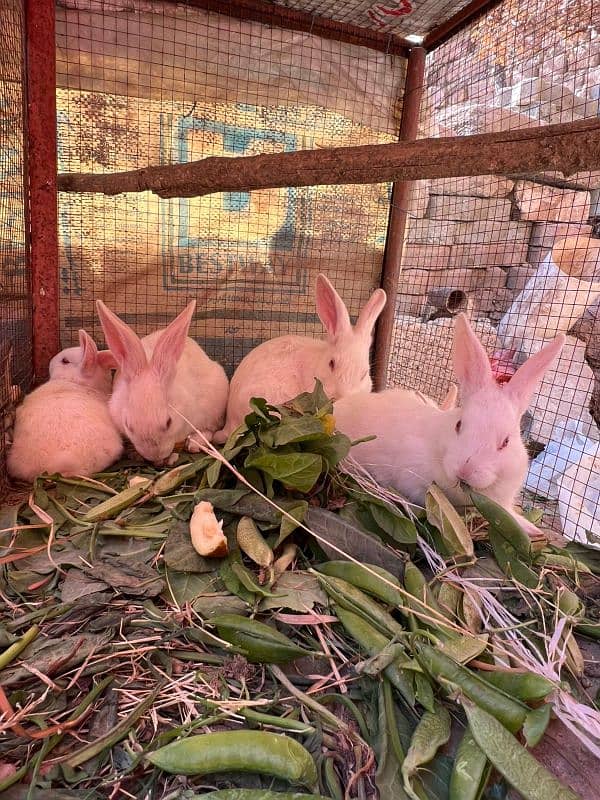 RABBITS (BUNNIES) FOR SELL 6