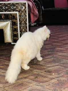 long cot Persian cat