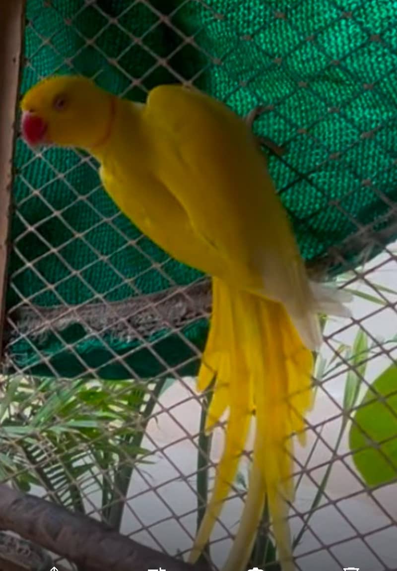 green parrot | yellow parrot | raw parrot | read ad 2