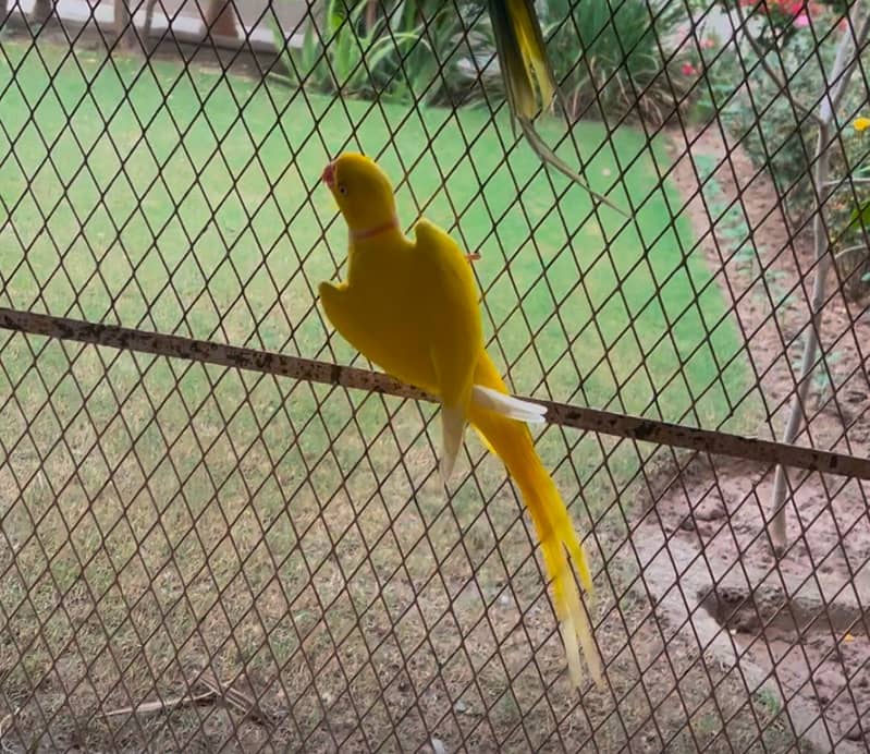 green parrot | yellow parrot | raw parrot | read ad 4