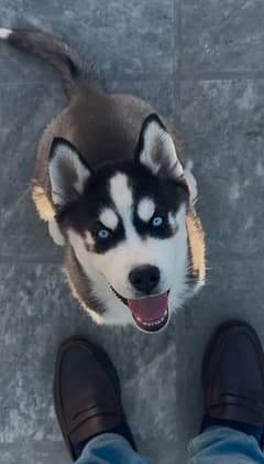 pure bred husky puppies looking for a new home. WhatsApp: 03008499542