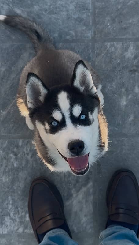 pure bred husky puppies looking for a new home. WhatsApp: 03008499542 0