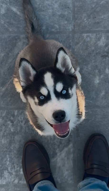 pure bred husky puppies looking for a new home. WhatsApp: 03008499542 1