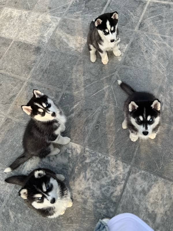 pure bred husky puppies looking for a new home. WhatsApp: 03008499542 2