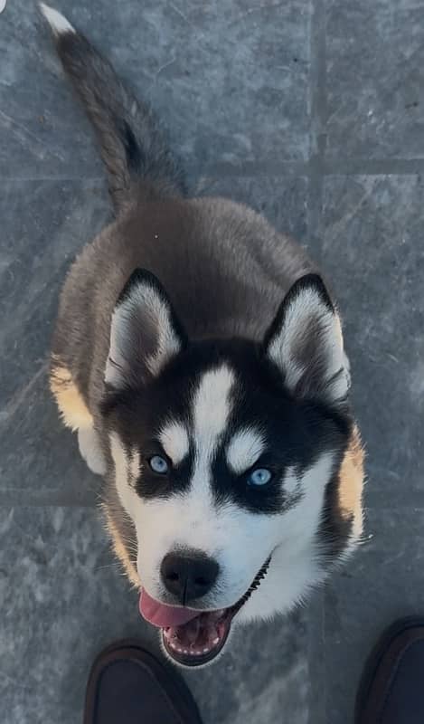 pure bred husky puppies looking for a new home. WhatsApp: 03008499542 3