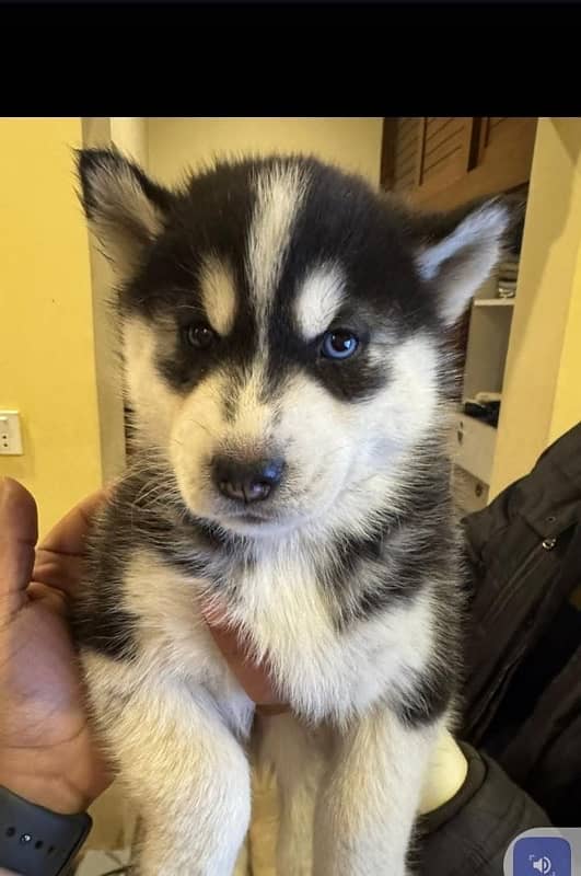 pure bred husky puppies looking for a new home. WhatsApp: 03008499542 4