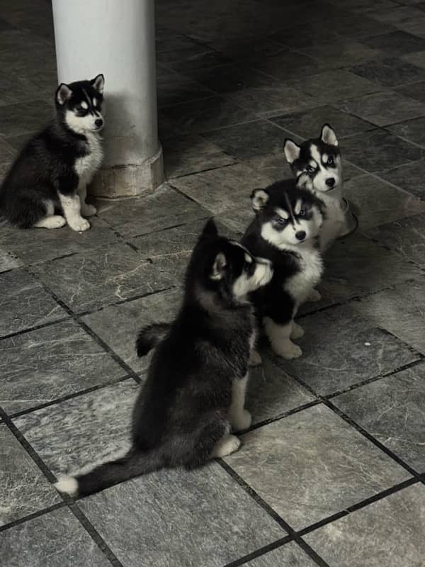 pure bred husky puppies looking for a new home. WhatsApp: 03008499542 5