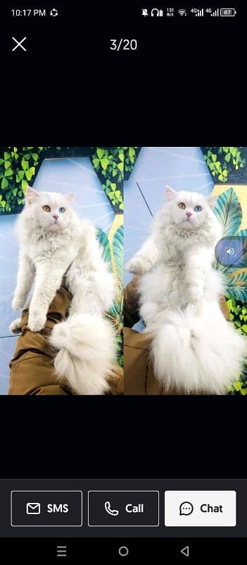 Persian triple coated punch face kitten available for sale 5